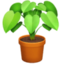 potted plant on Facebook