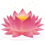 lotus on Facebook