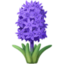 hyacinth on Facebook