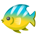 tropical fish on Google