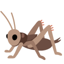 cricket on Google